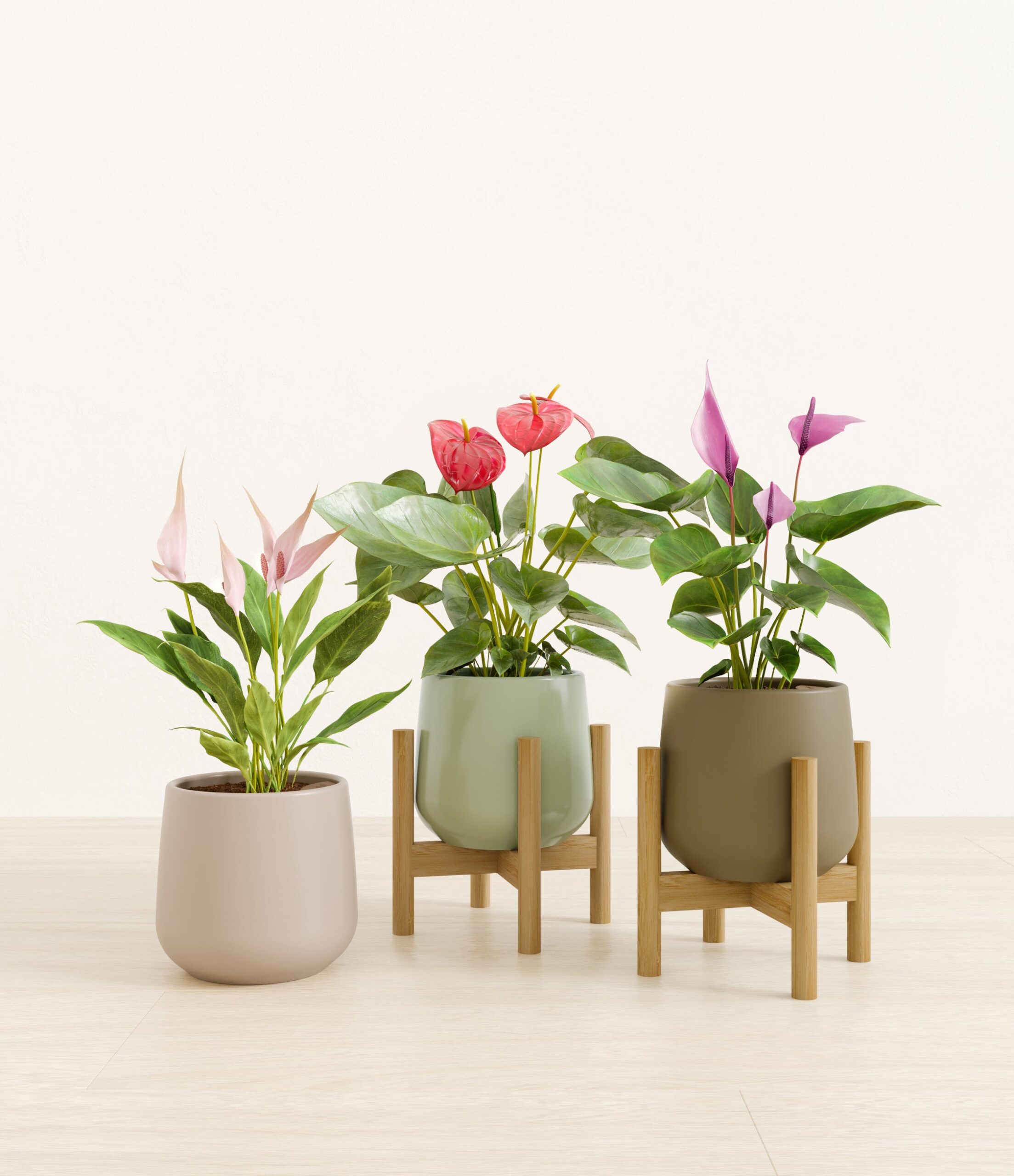 blooming_trifecta_studio_earthy_2_stand.jpg