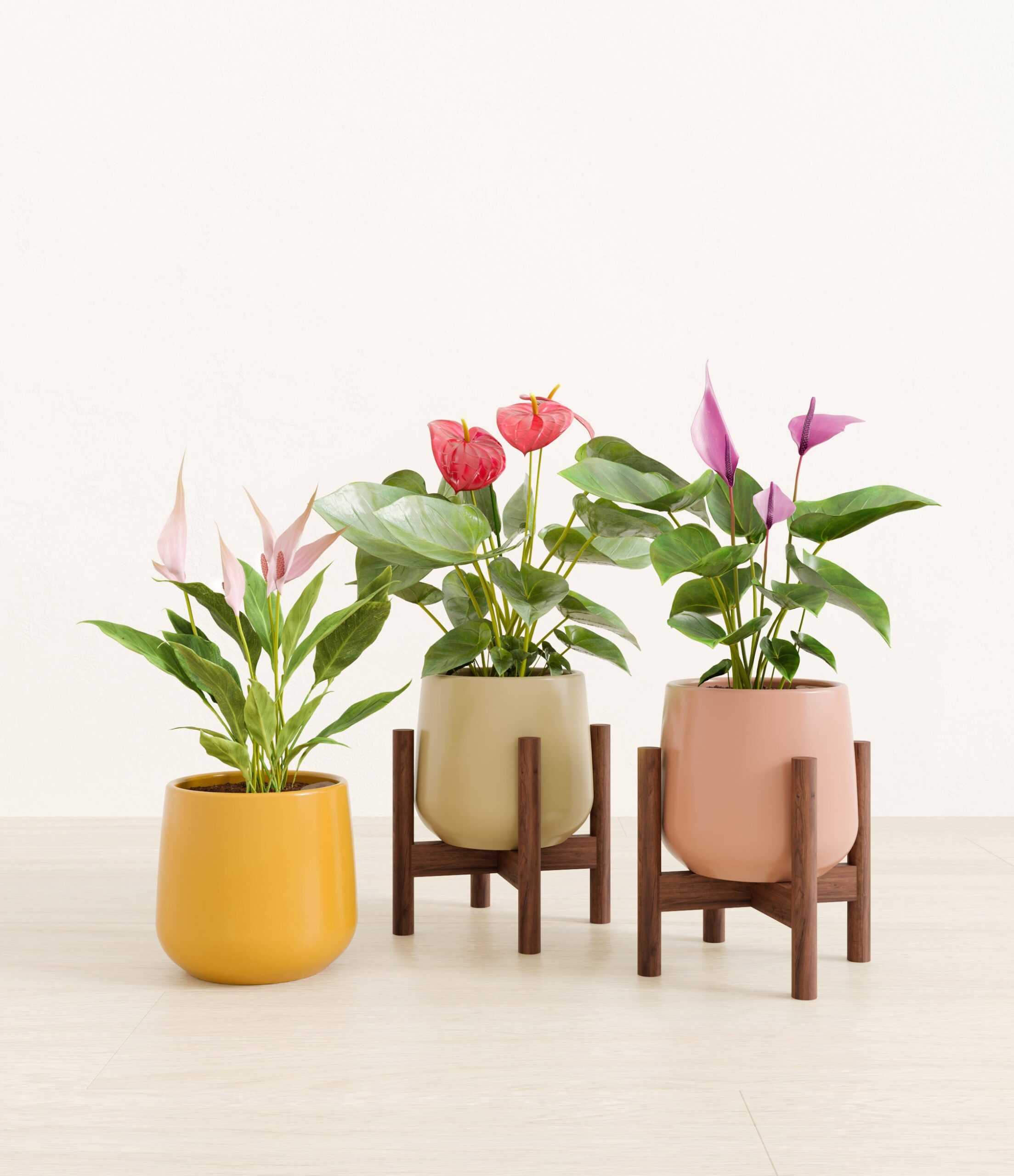 blooming_trifecta_studio_evening_sky_2_stand.jpg