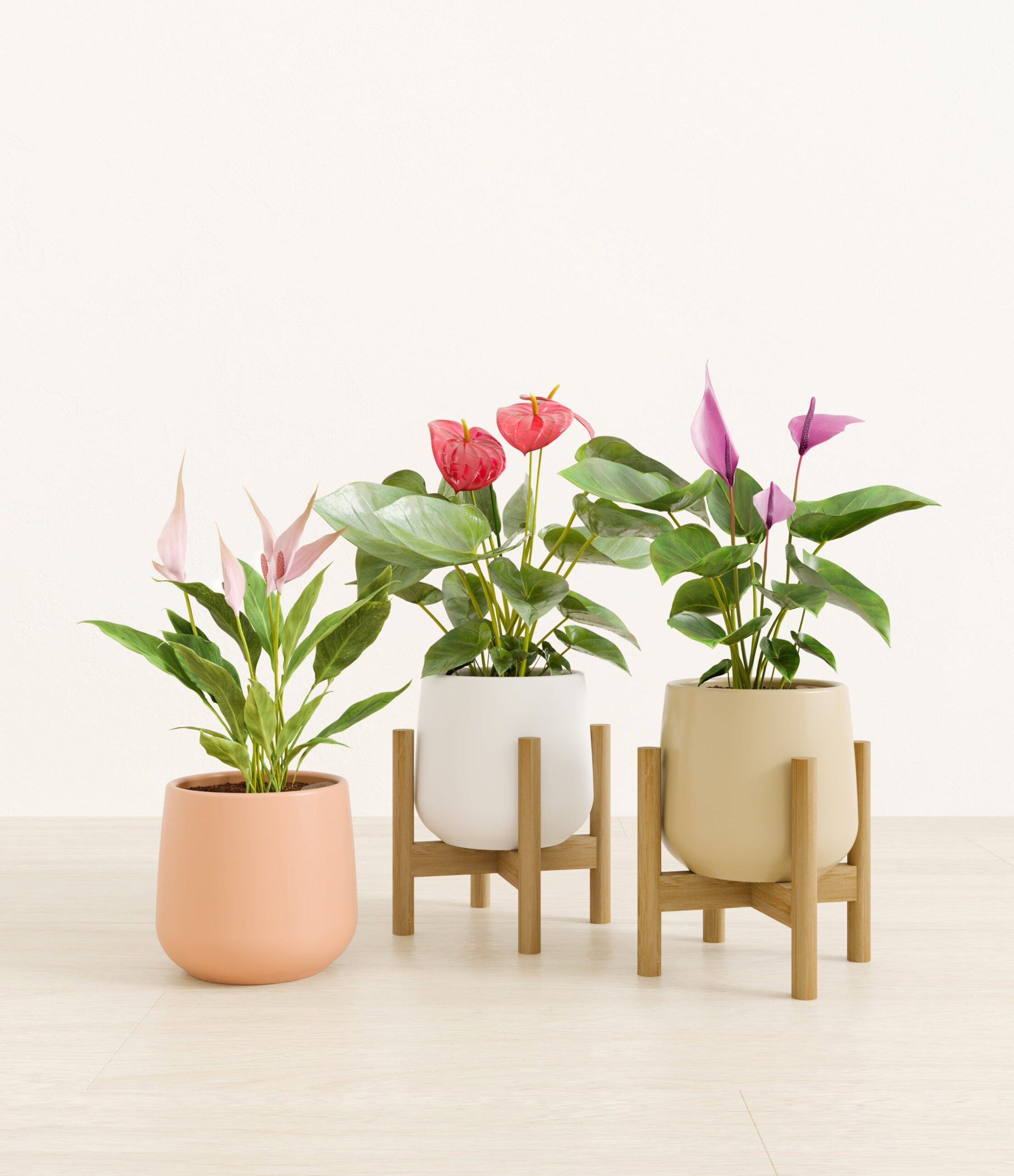 blooming_trifecta_studio_sandy_2_stand.jpg