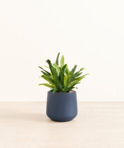 Blue Star Fern - Medium Amber