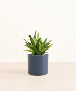 Blue Star Fern - Medium Era