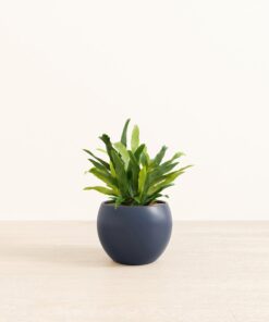 Blue Star Fern - Medium Monet