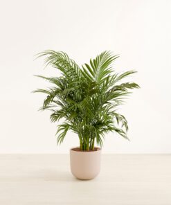 Cat Palm - Huge Agatha