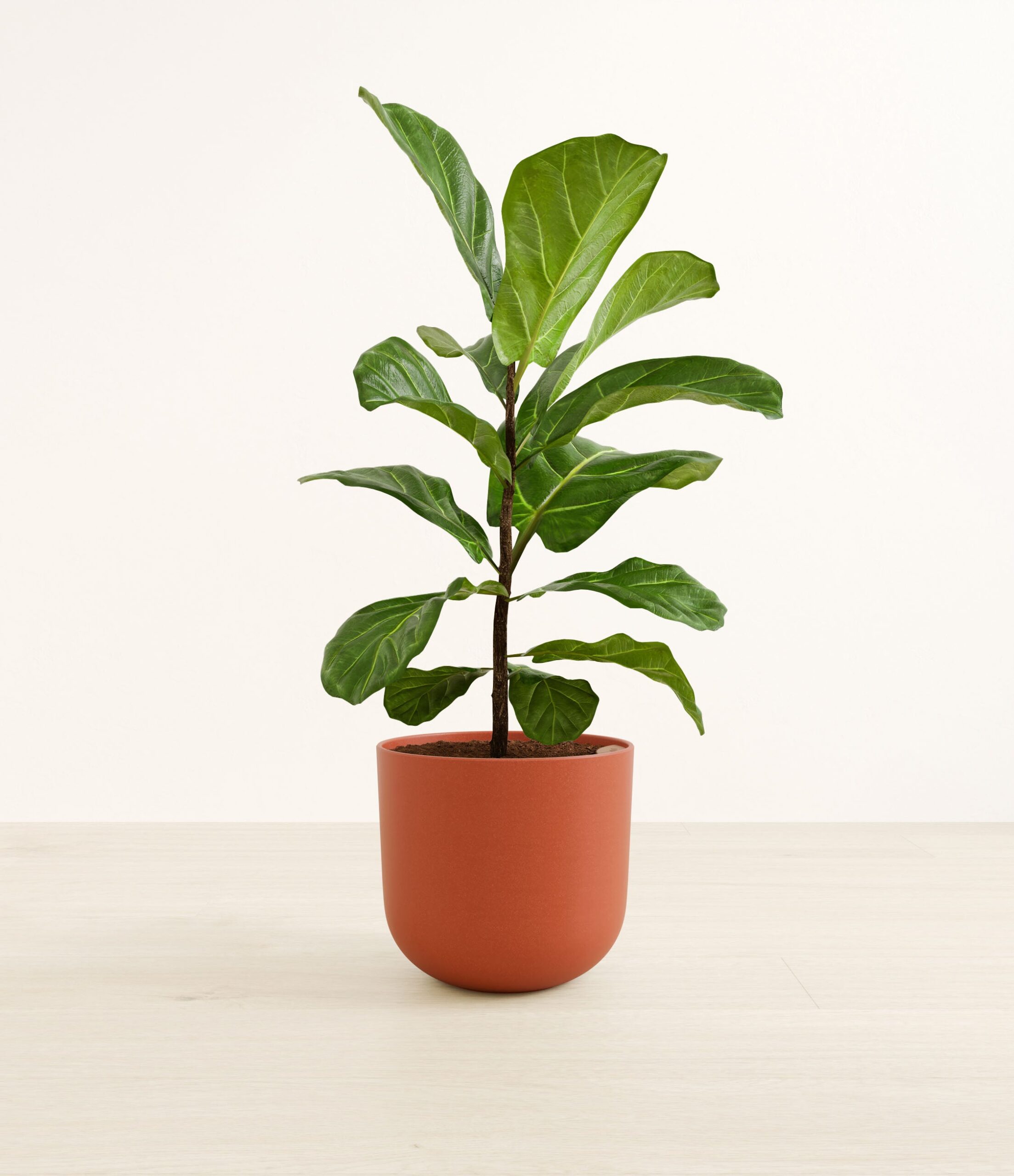 fiddle_leaf_fig_large__0000_earth_red.jpg