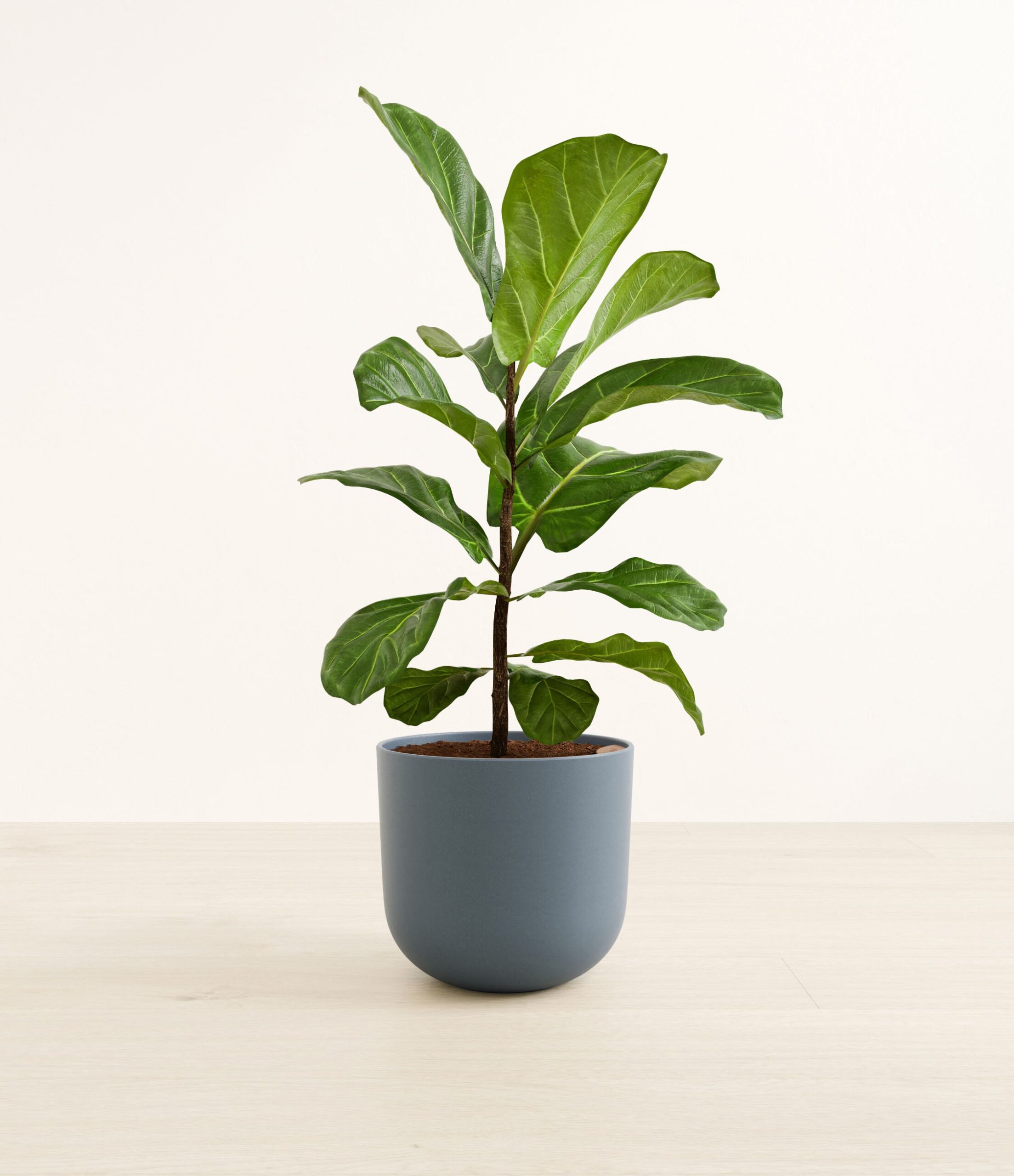 fiddle_leaf_fig_large__0001_iron_gray.jpg