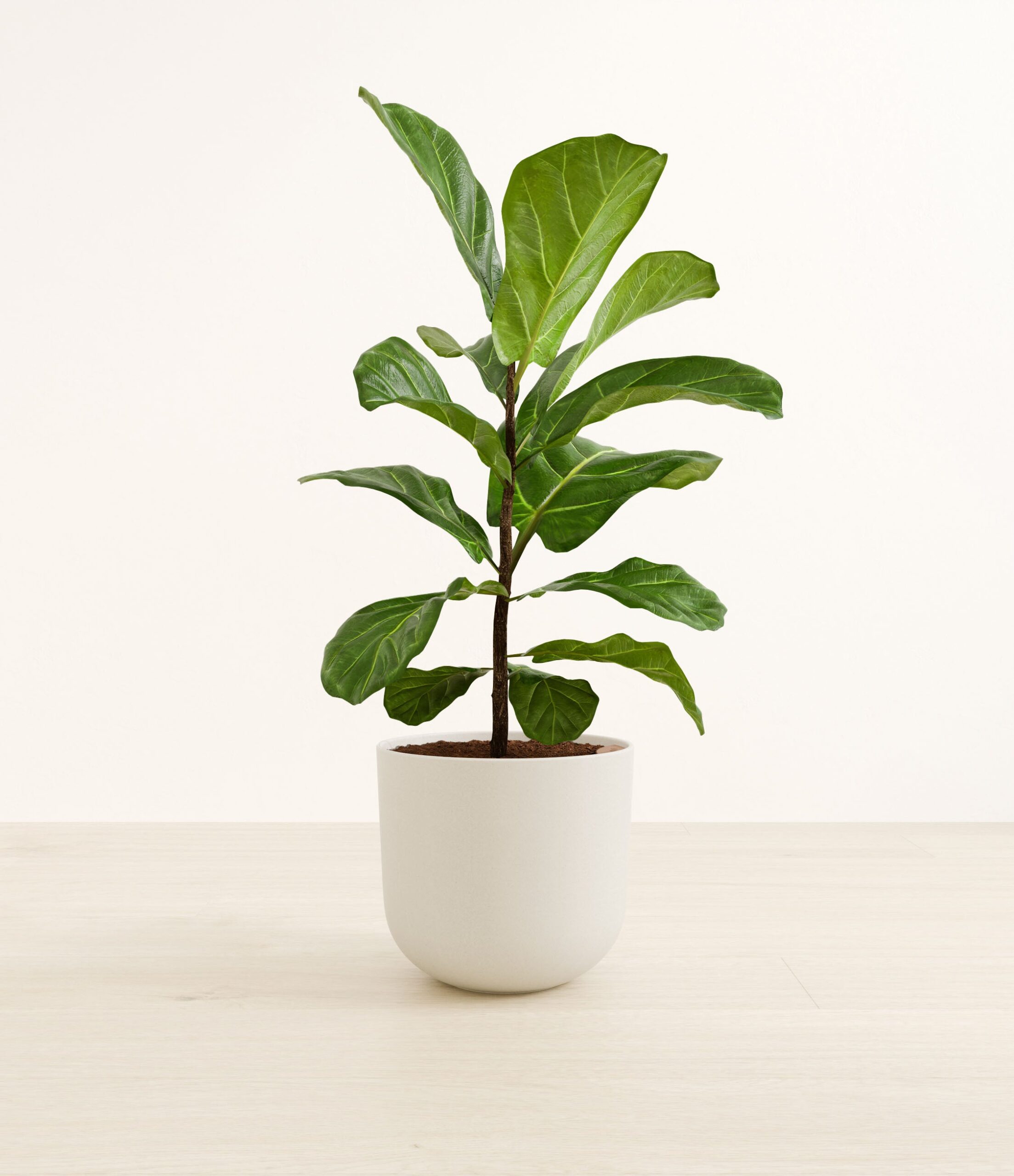 fiddle_leaf_fig_large__0002_natural_bamboo.jpg