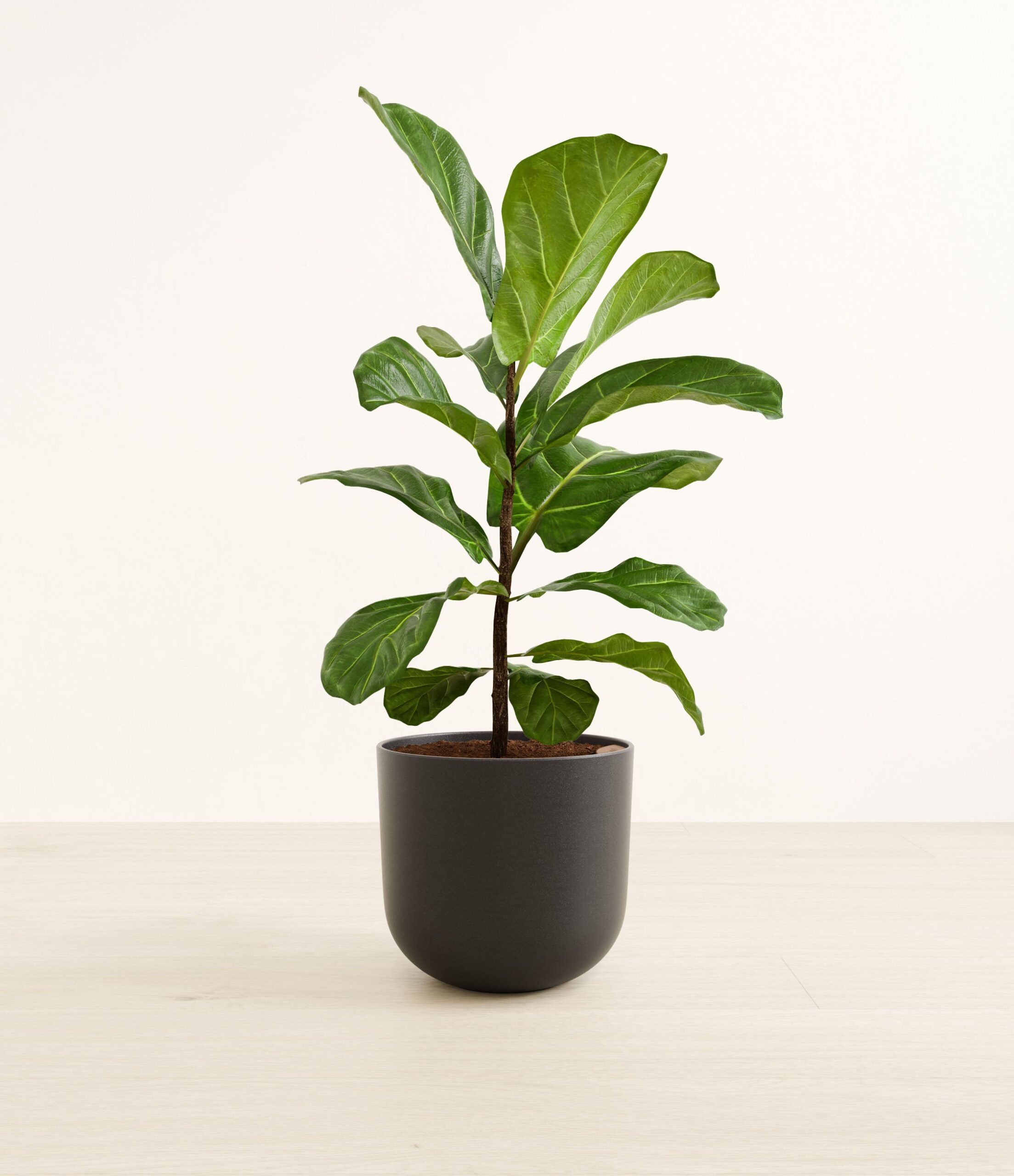 fiddle_leaf_fig_large__0004_stone_black.jpg