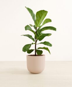 Fiddle Leaf Fig - Large Agatha