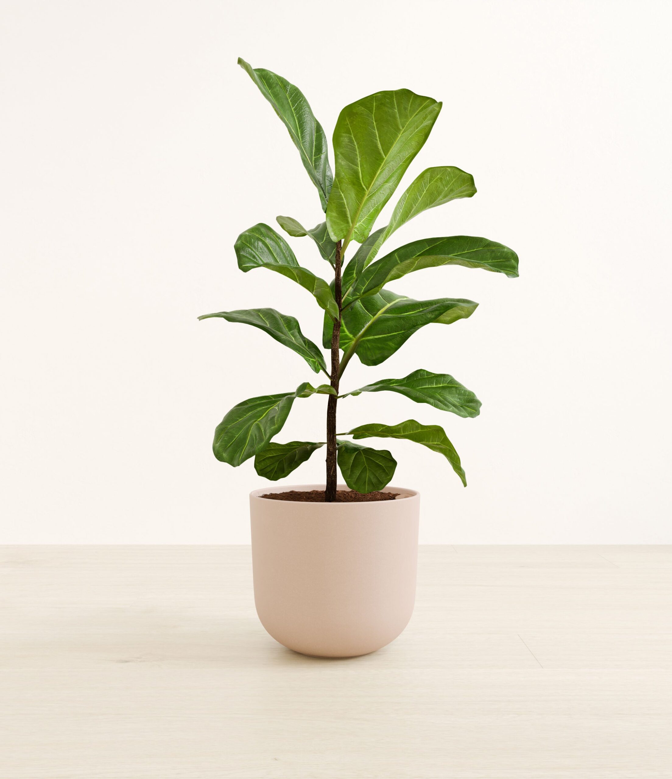 fiddle_leaf_fig_large__0005_sandy_pink.jpg