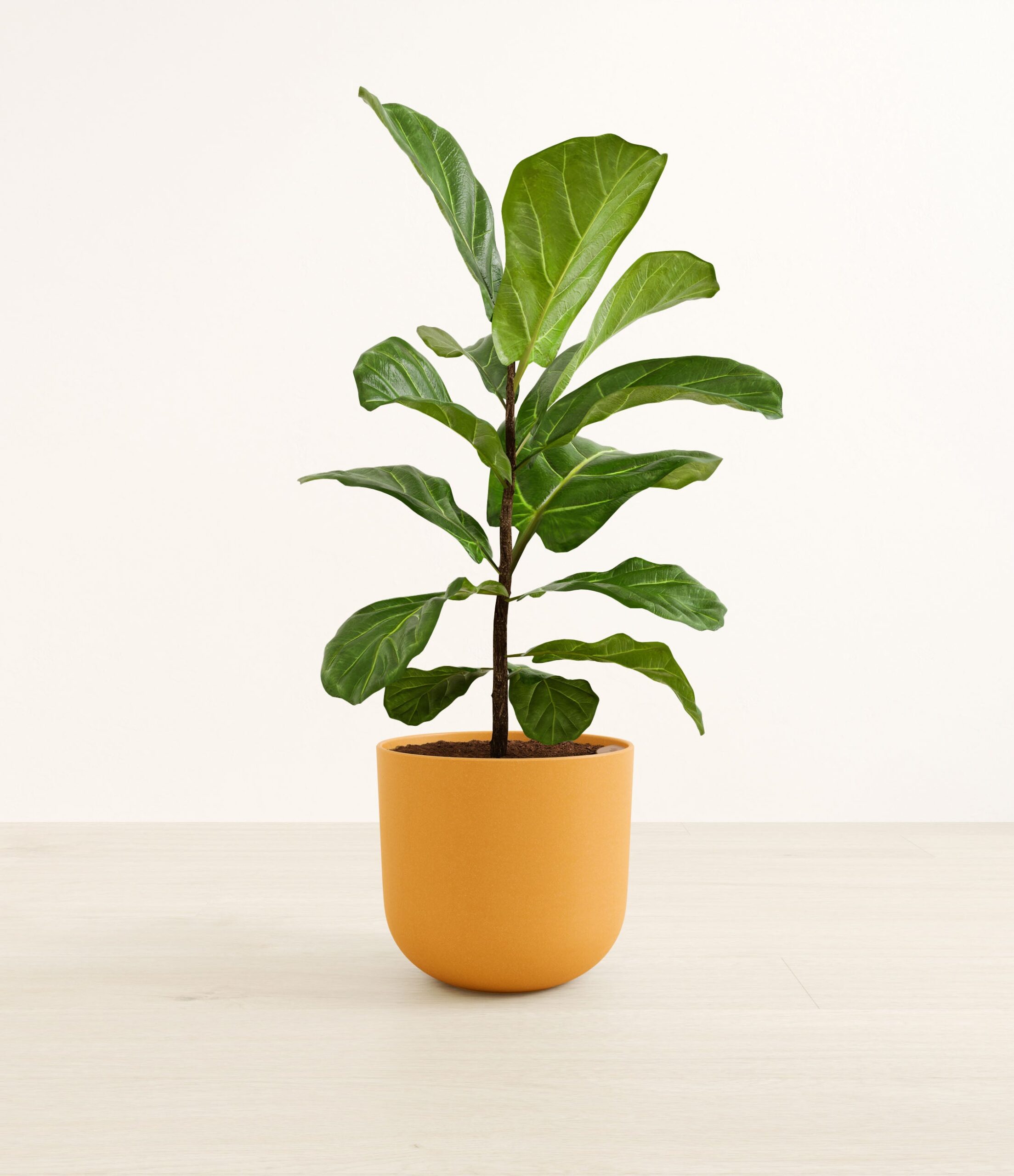 fiddle_leaf_fig_large__0006_sunset_orange.jpg