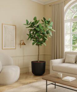 Ficus Audrey - Xl Agatha