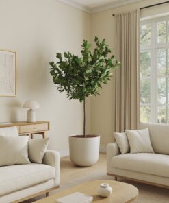 Ficus Moclame - Xl Agatha