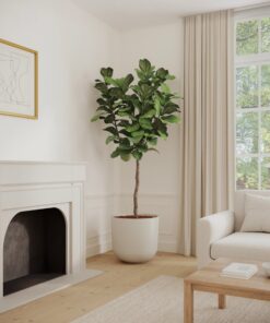 Fiddle Leaf Fig - Xl Agatha
