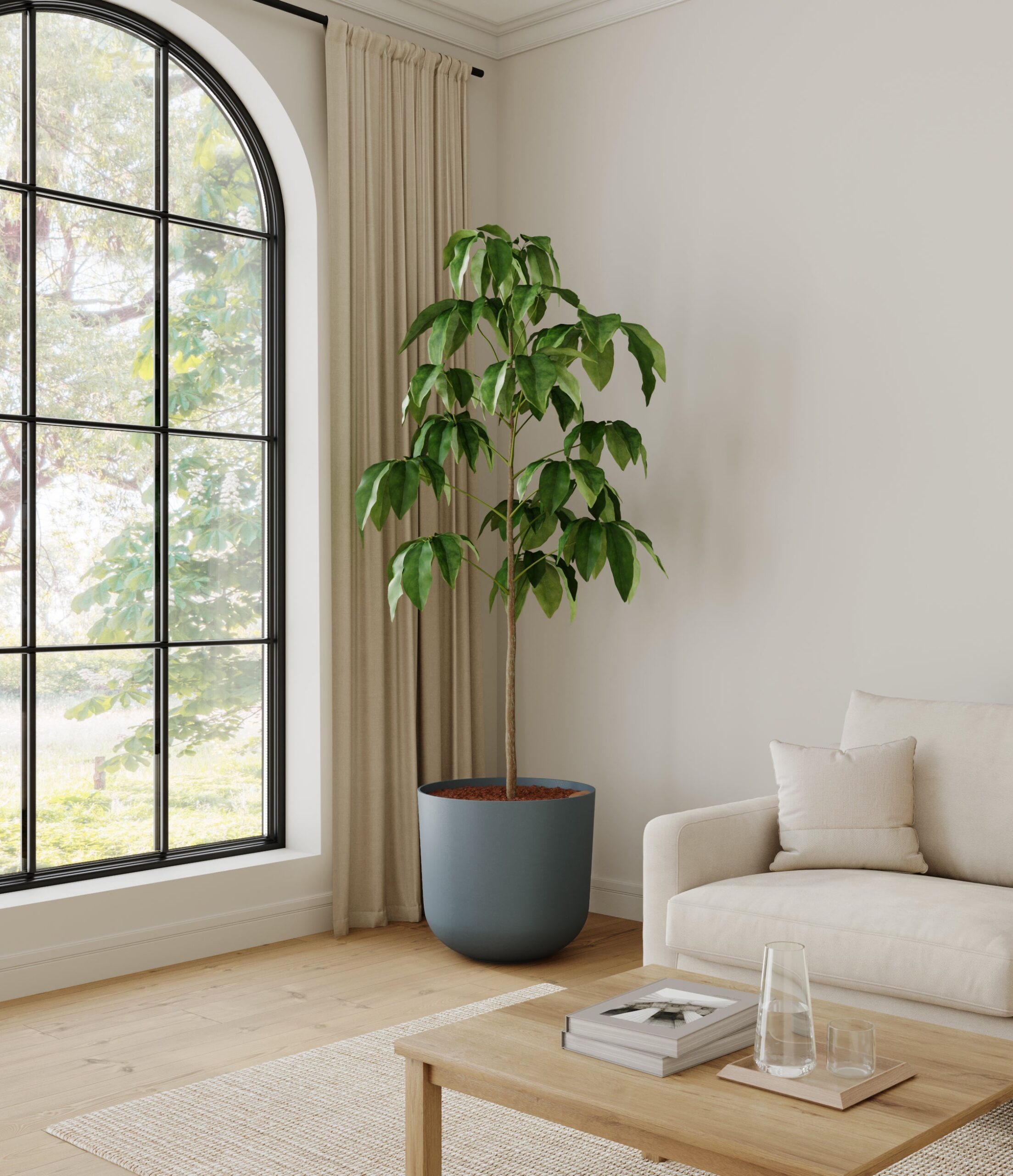 home_601568_schefflera_amate_iron_grey.jpg