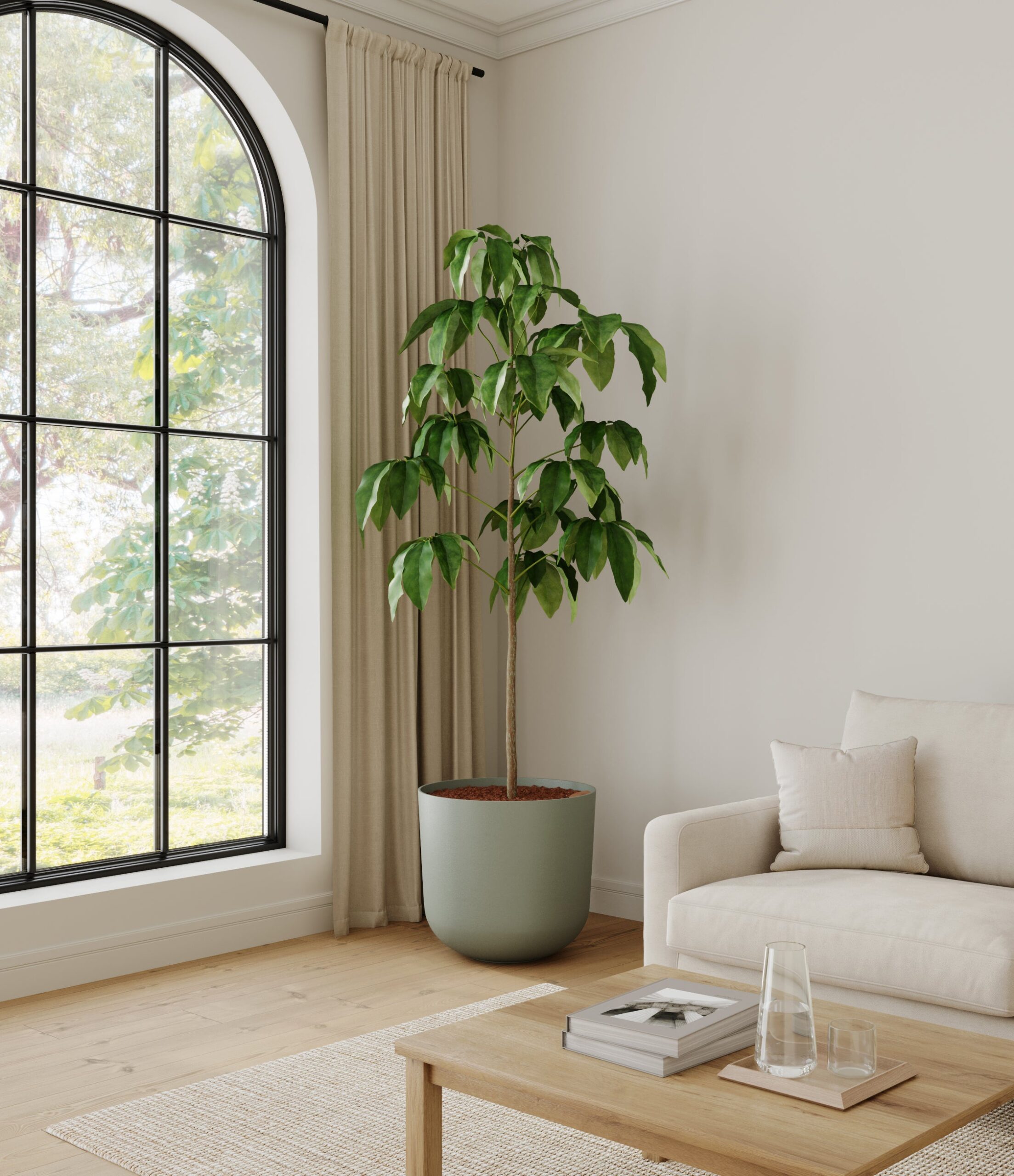 home_601568_schefflera_amate_sage_green.jpg
