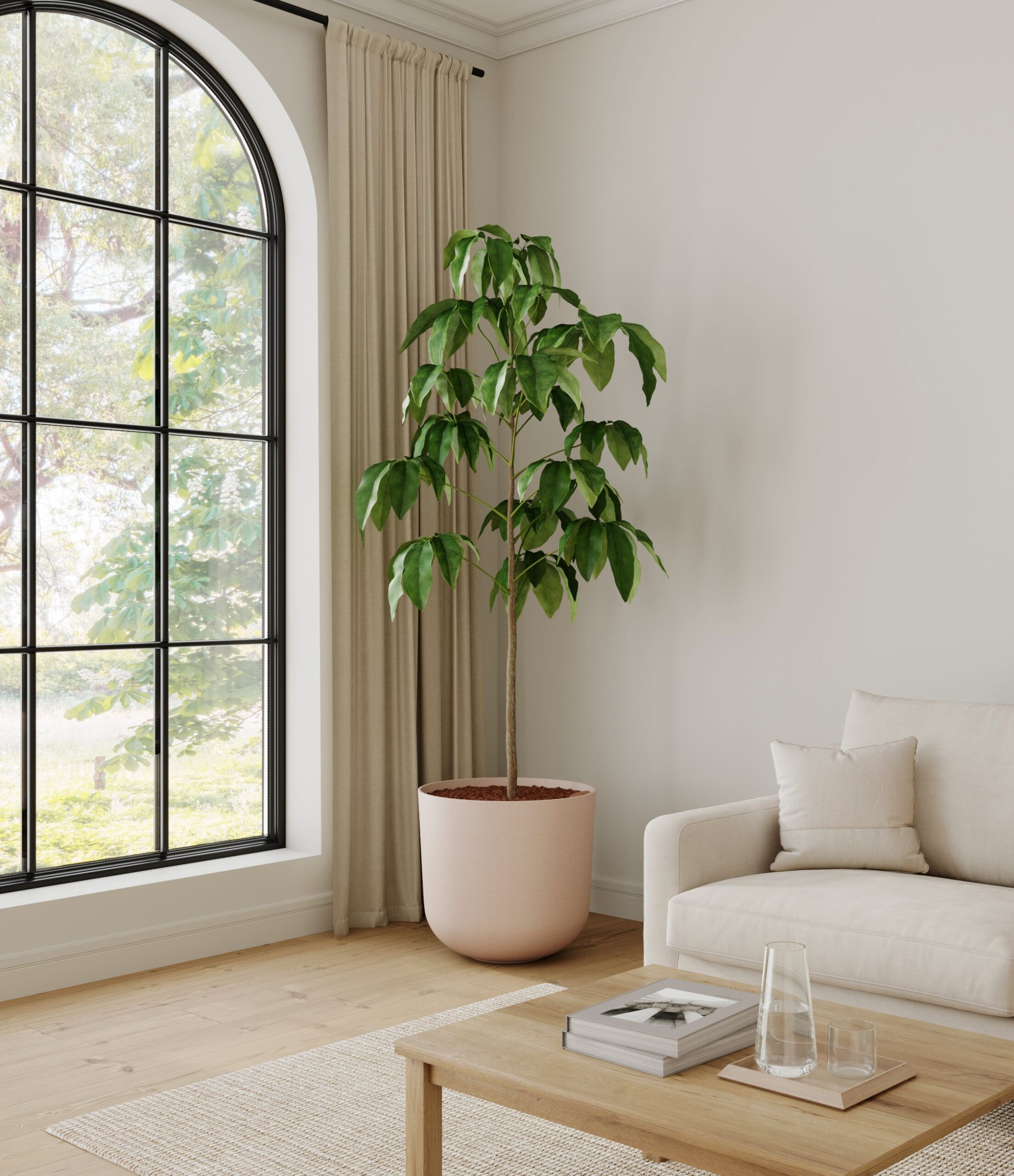 home_601568_schefflera_amate_sandy_pink.jpg