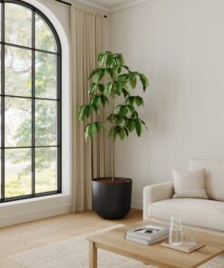 Schefflera Amate - Xl Agatha