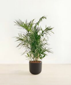 Bamboo Palm - Huge Agatha