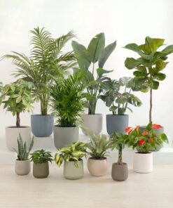Jaw-Dropping Jungle
