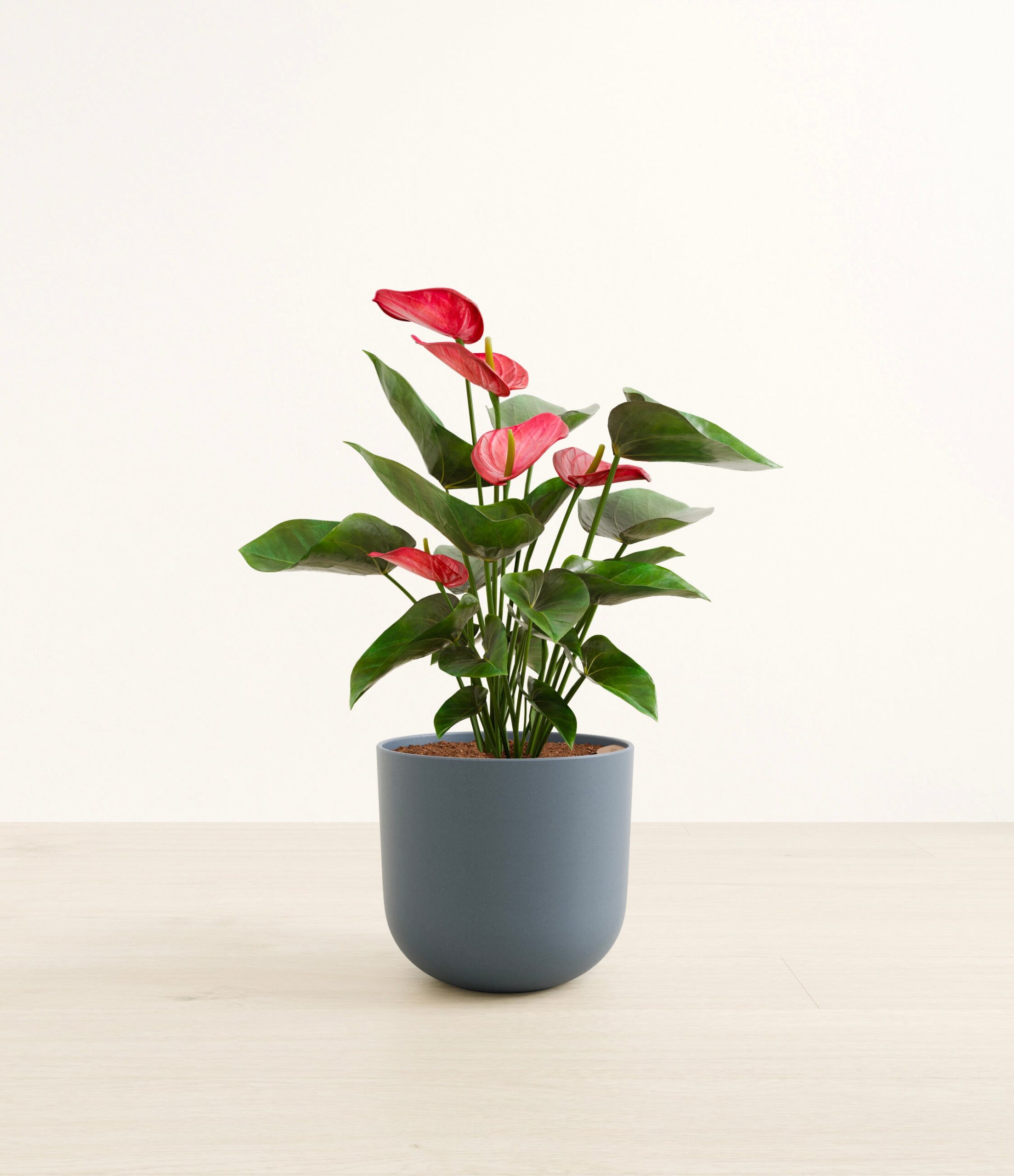 large_anthurium_red_studio__0000_Iron_Gray.jpg