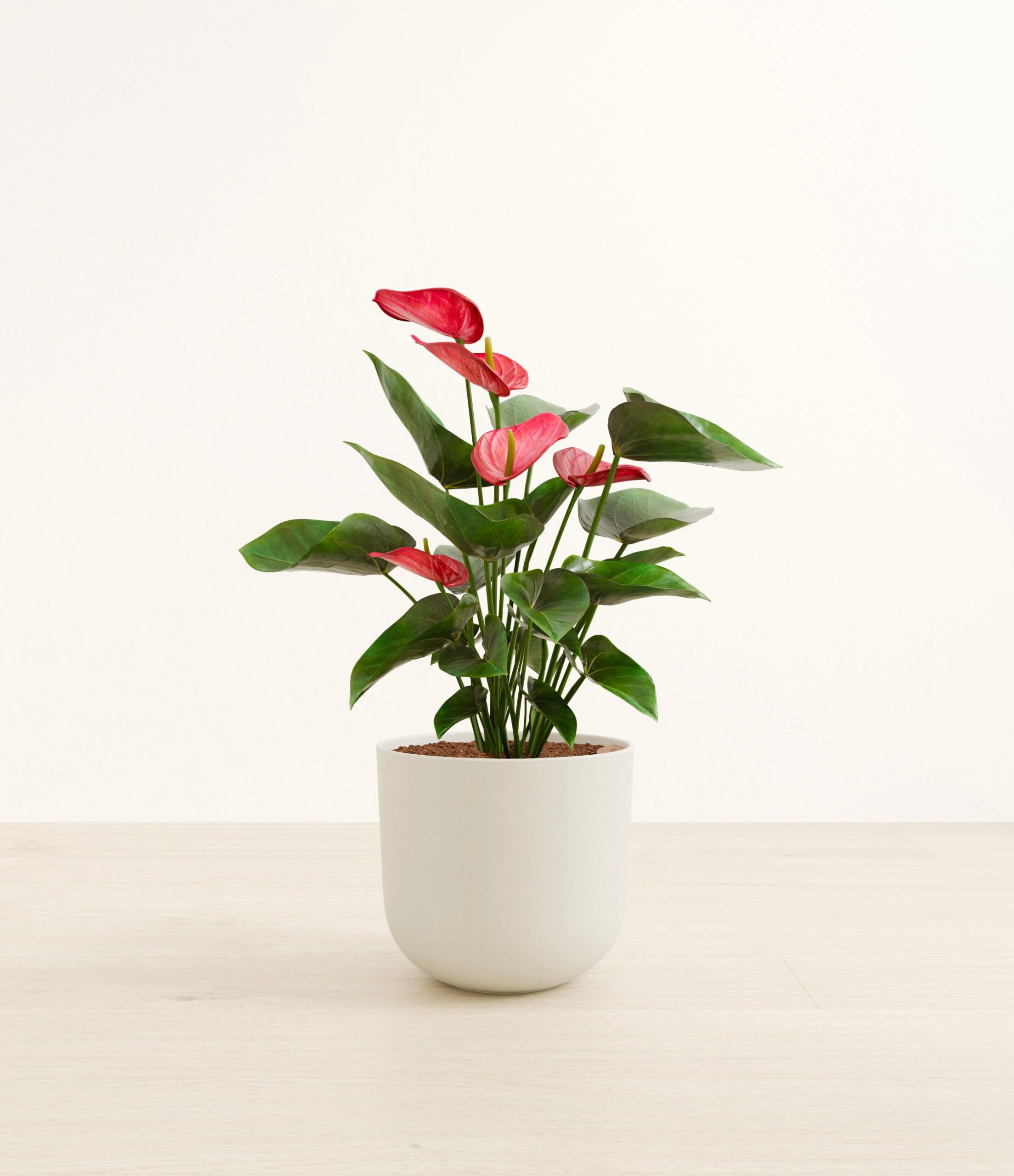 large_anthurium_red_studio__0001_Natural_Bamboo.jpg
