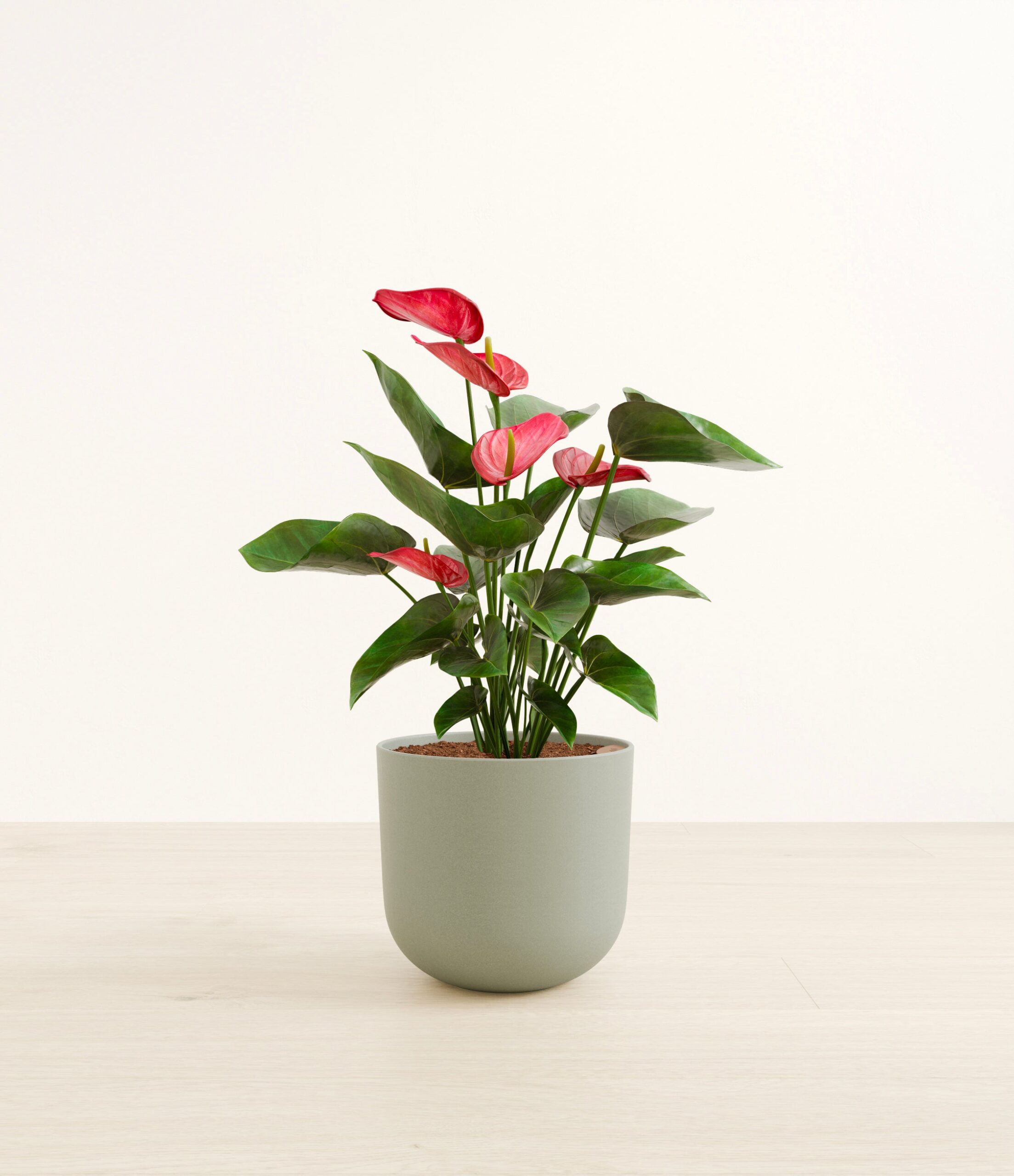 large_anthurium_red_studio__0002_Sage_Green.jpg