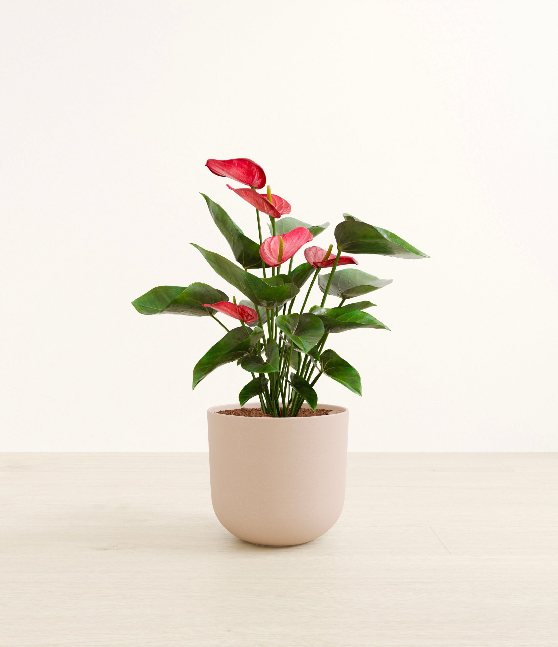 large_anthurium_red_studio__0003_Sandy_Pink.jpg