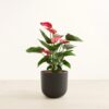 Anthurium Red - Large Agatha