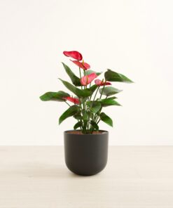 Anthurium Red - Large Agatha
