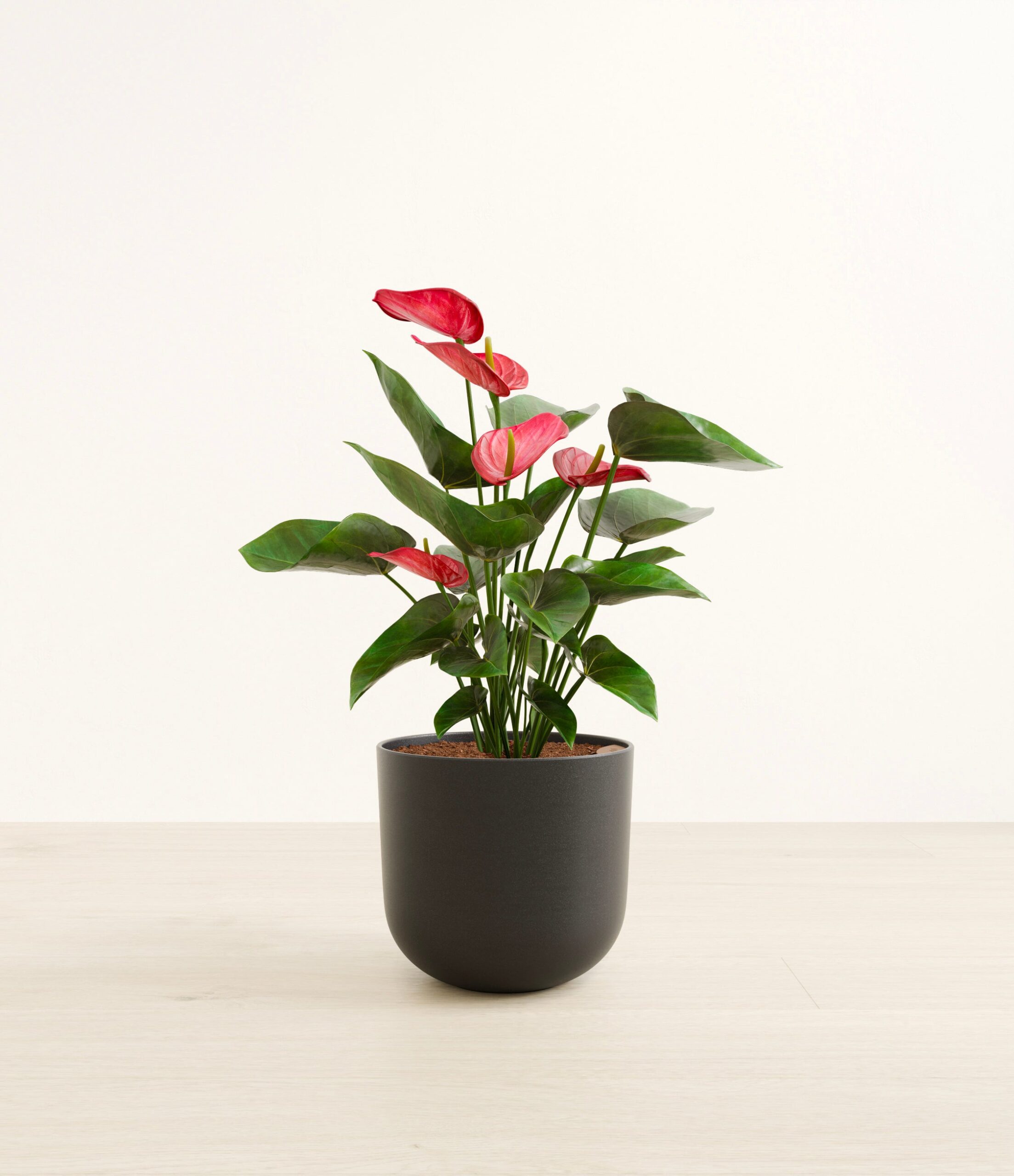 large_anthurium_red_studio__0004_Stone_Black.jpg