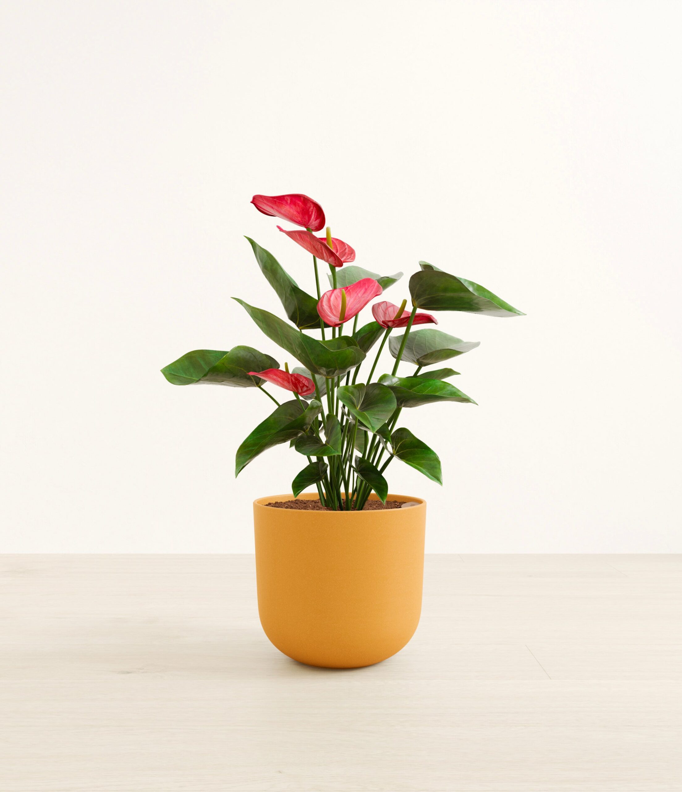 large_anthurium_red_studio__0005_Sunset_Orange.jpg
