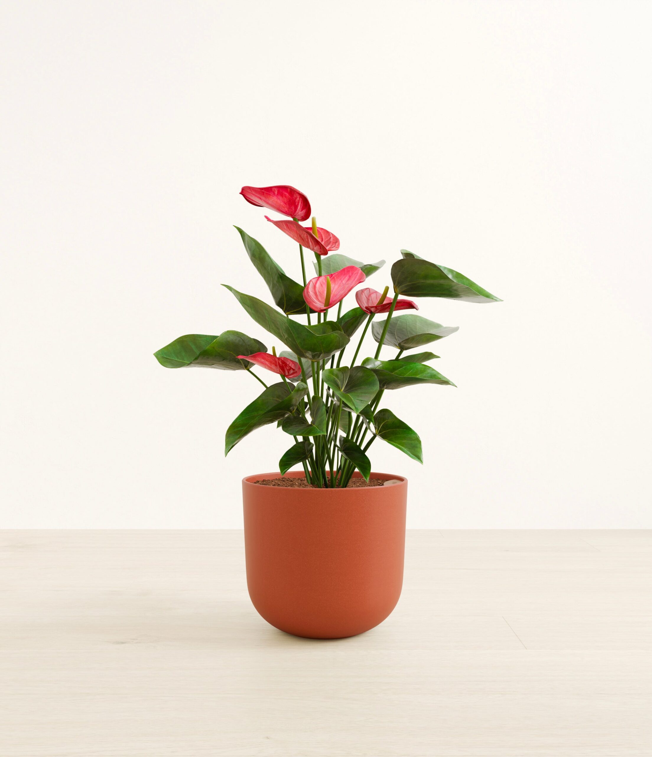large_anthurium_red_studio__0006_Earth_Red.jpg
