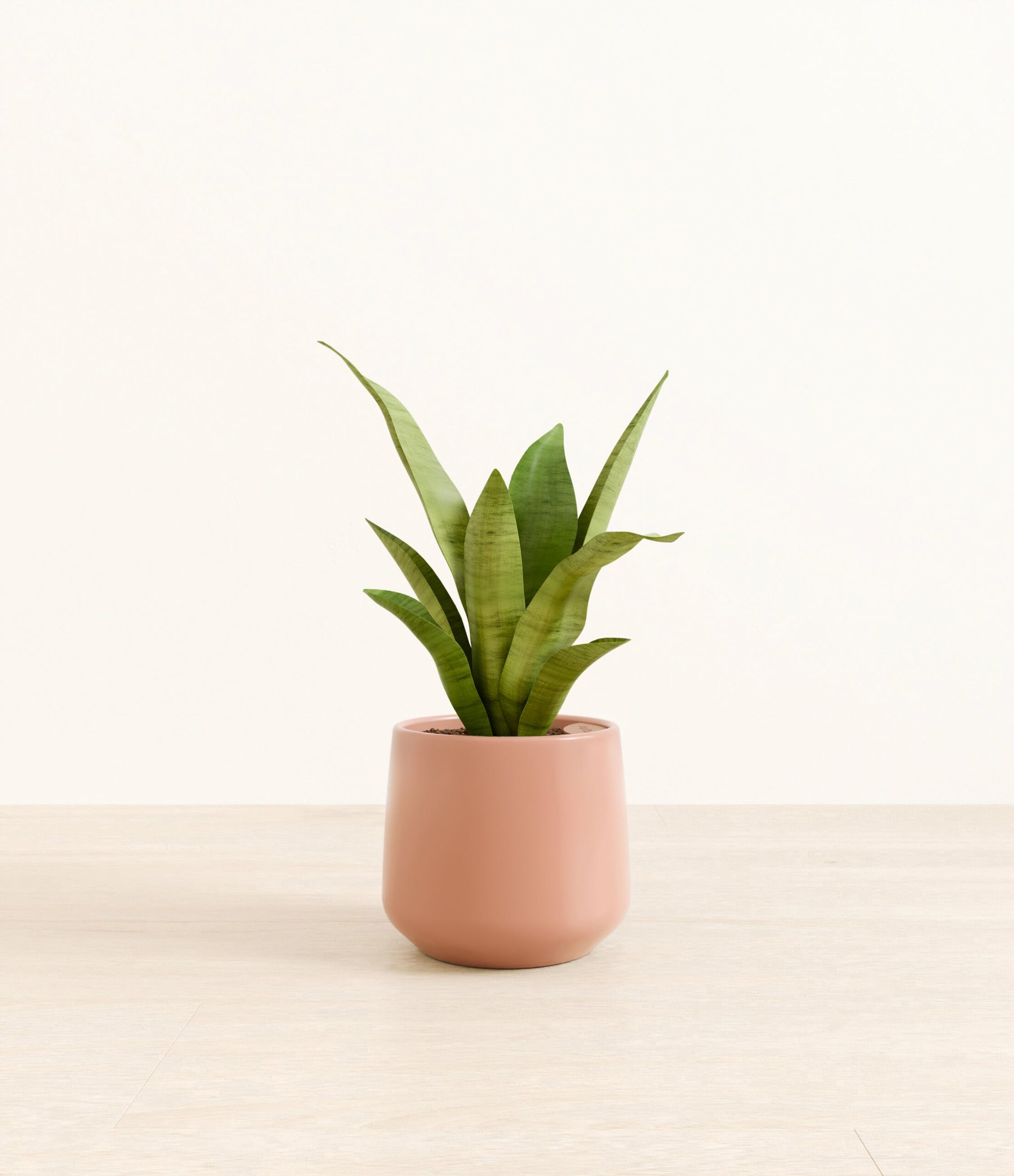 m_moonshine_sansevieria_studio_Amber_CalmRose.jpg