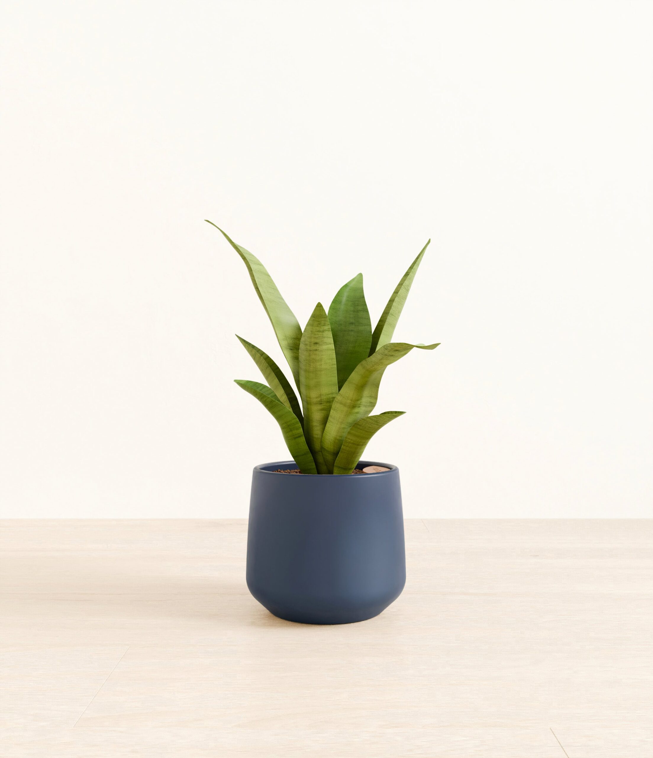 m_moonshine_sansevieria_studio_Amber_DeepNavy.jpg