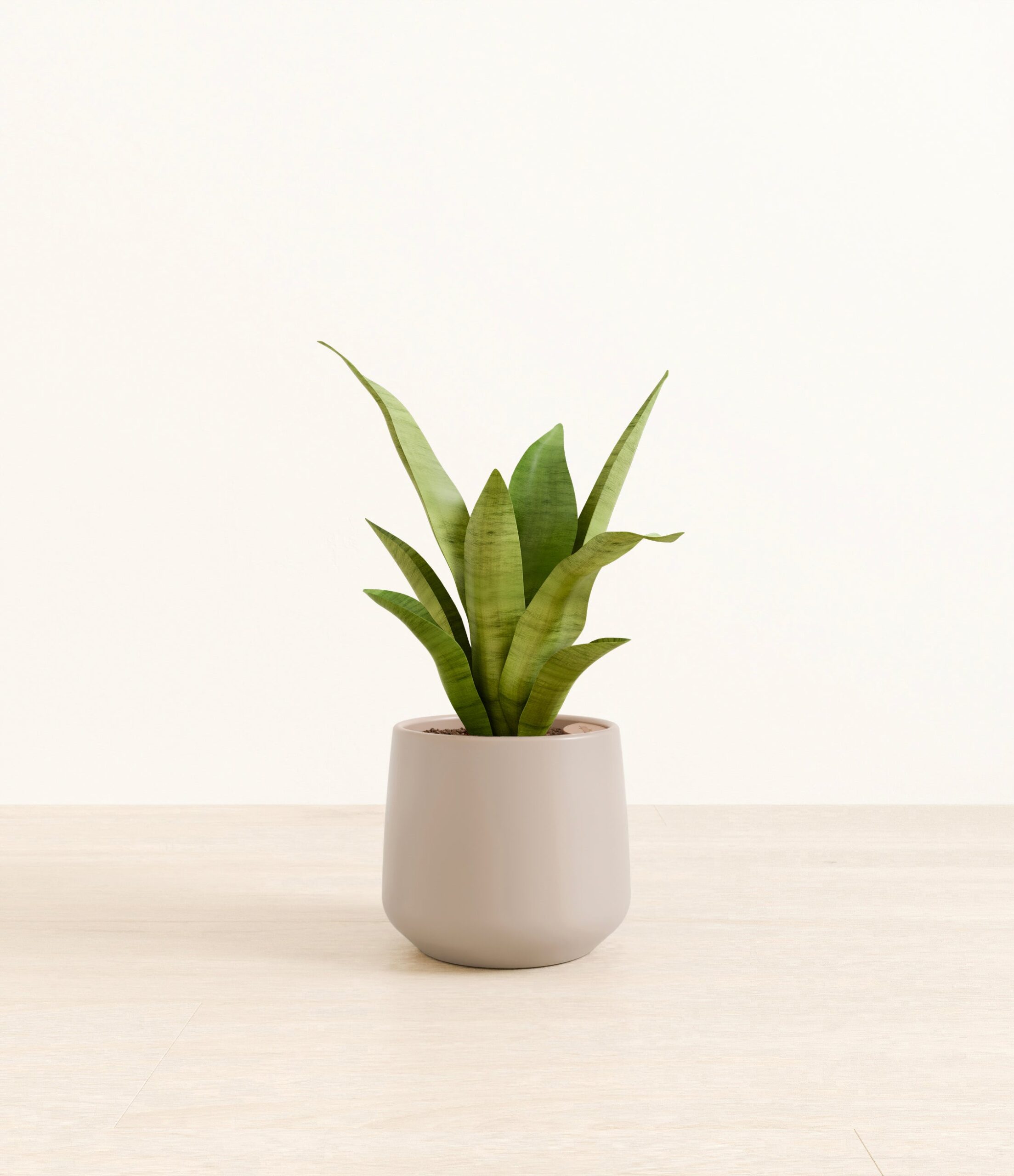 m_moonshine_sansevieria_studio_Amber_EternalGray.jpg