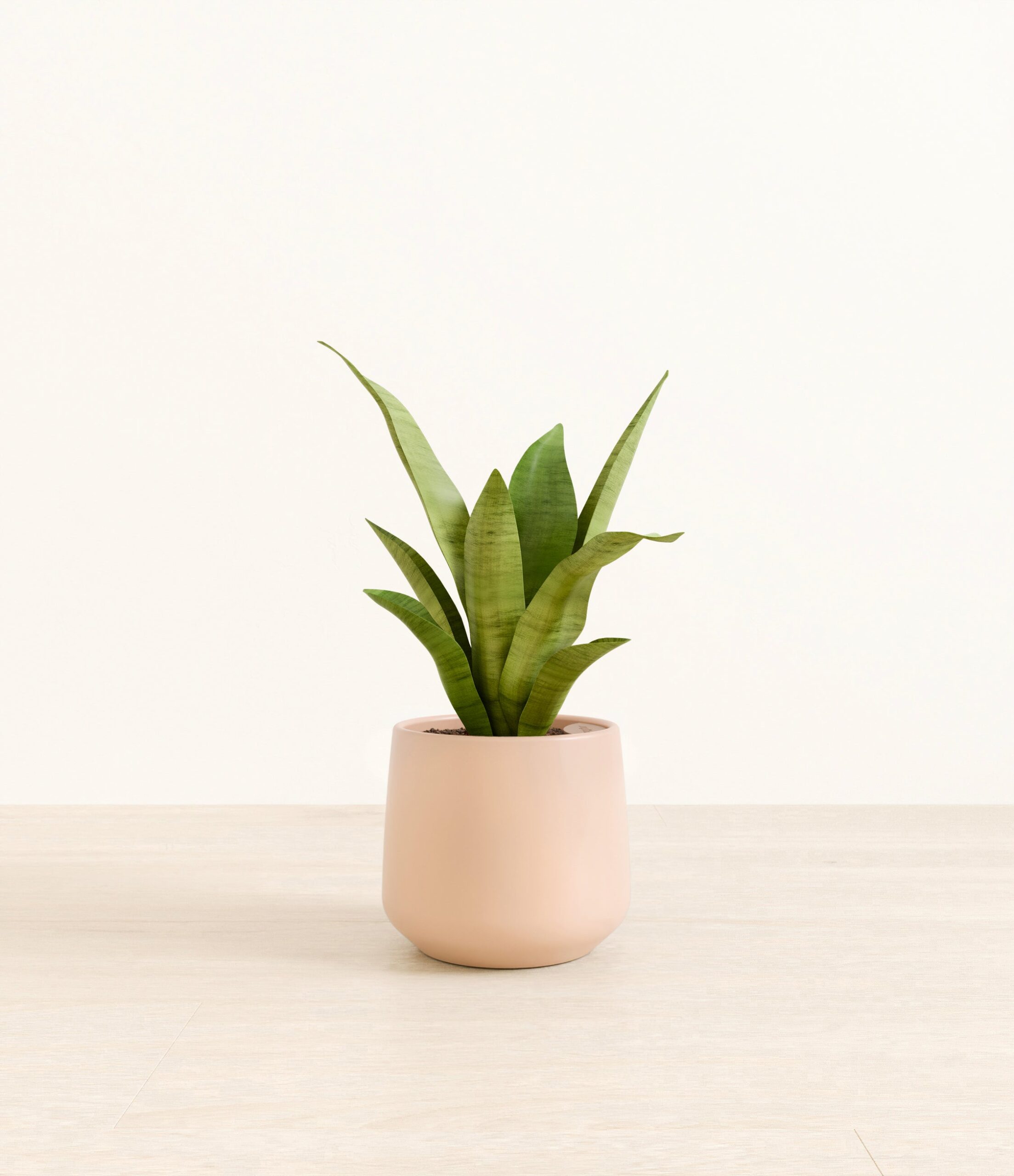 m_moonshine_sansevieria_studio_Amber_GentlePink.jpg
