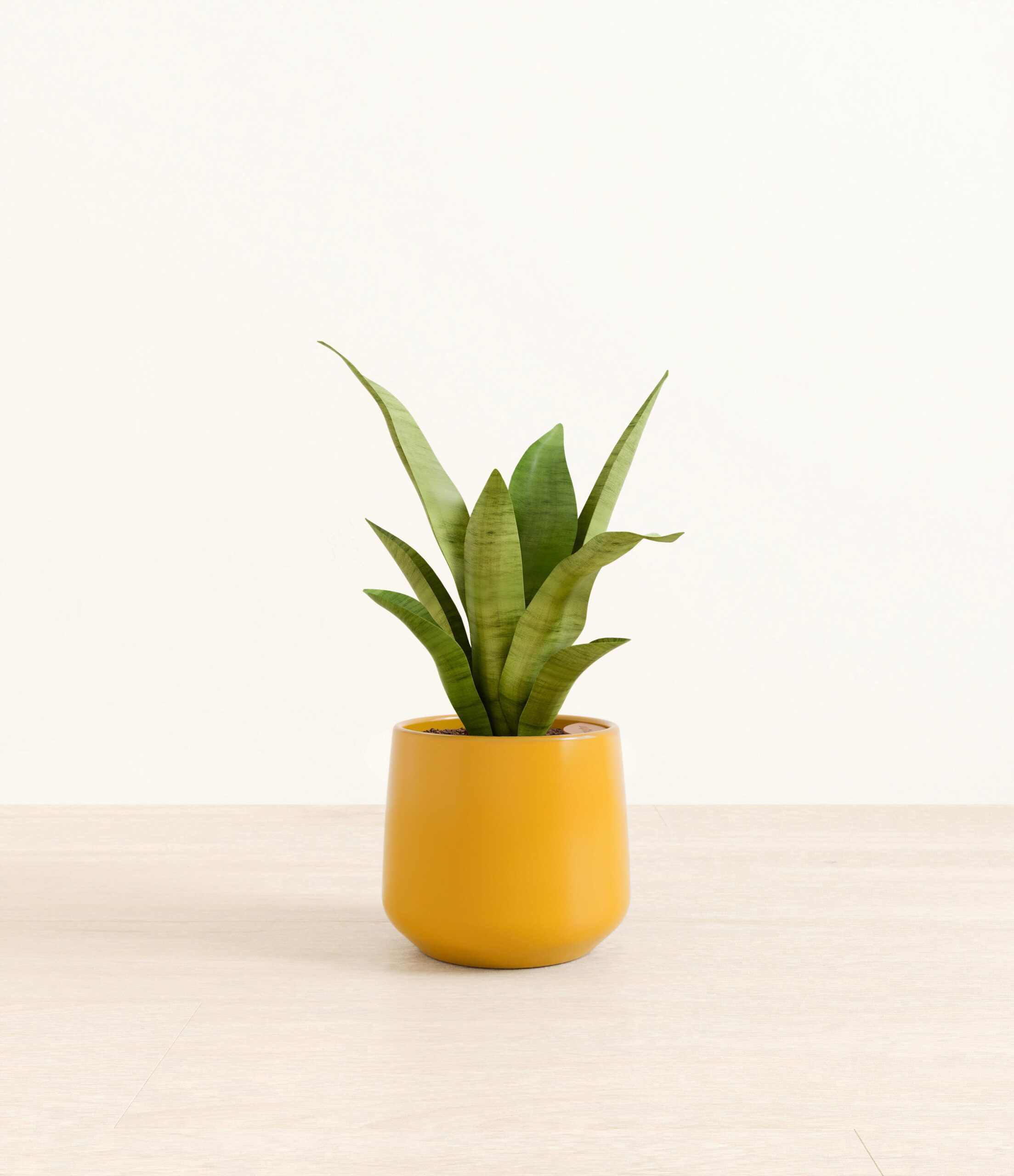 m_moonshine_sansevieria_studio_Amber_Mustard.jpg