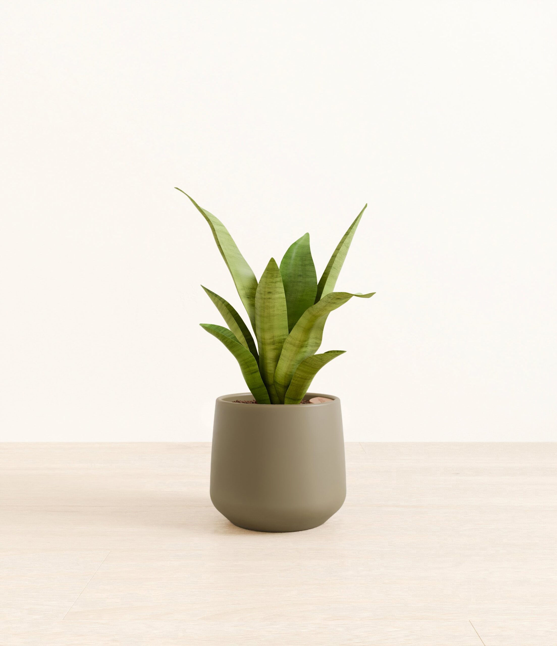 m_moonshine_sansevieria_studio_Amber_Olive.jpg