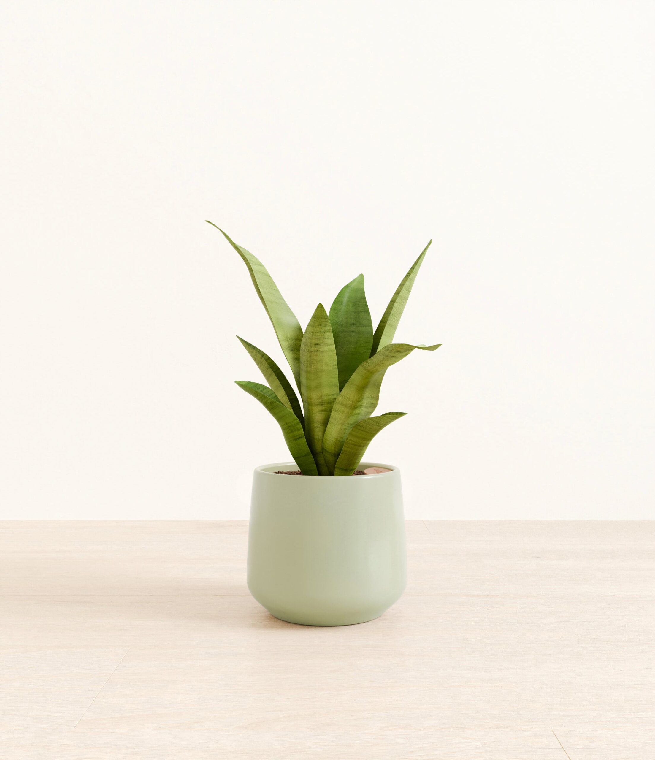 m_moonshine_sansevieria_studio_Amber_Turquoise.jpg