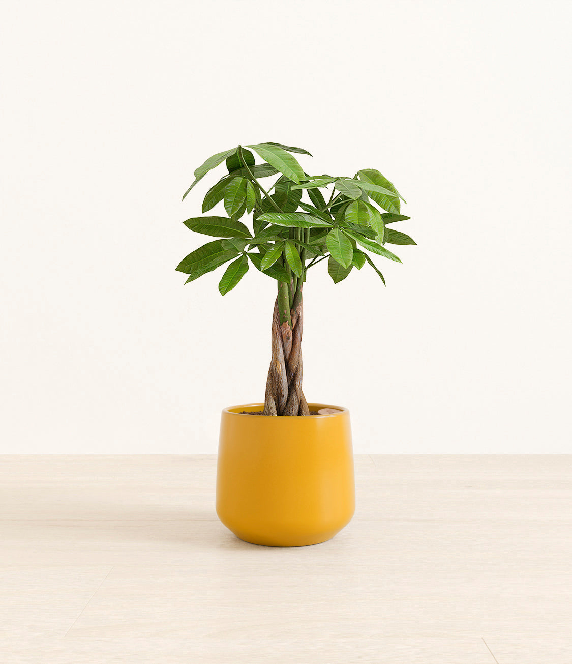 money_tree-Amber_medium_mustard_yellow.jpg