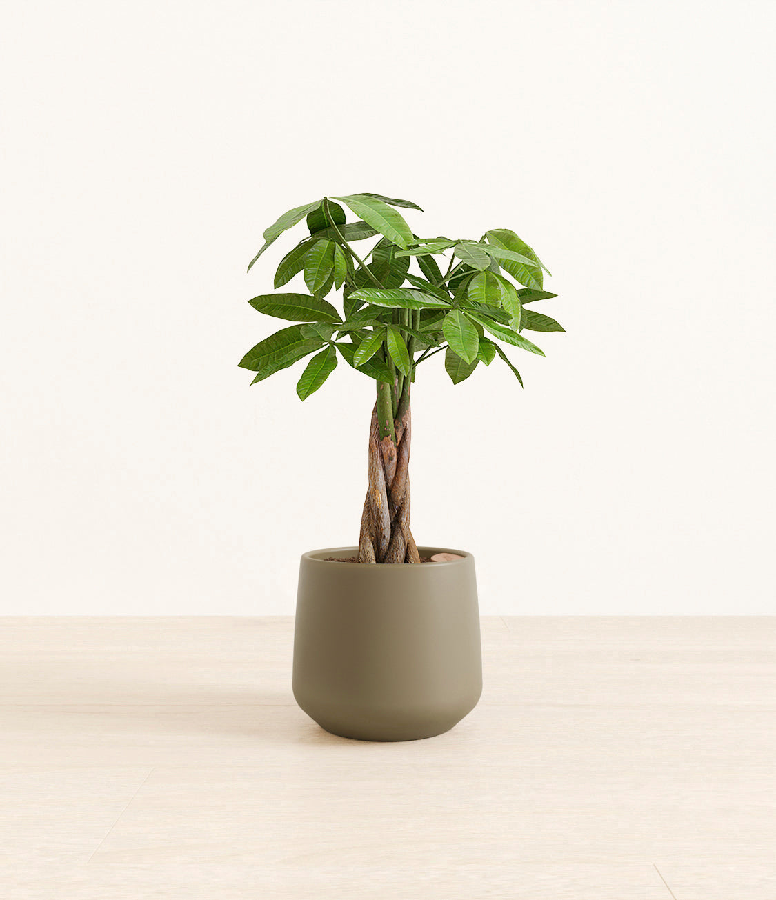 money_tree_Amber_medium_army_green.jpg
