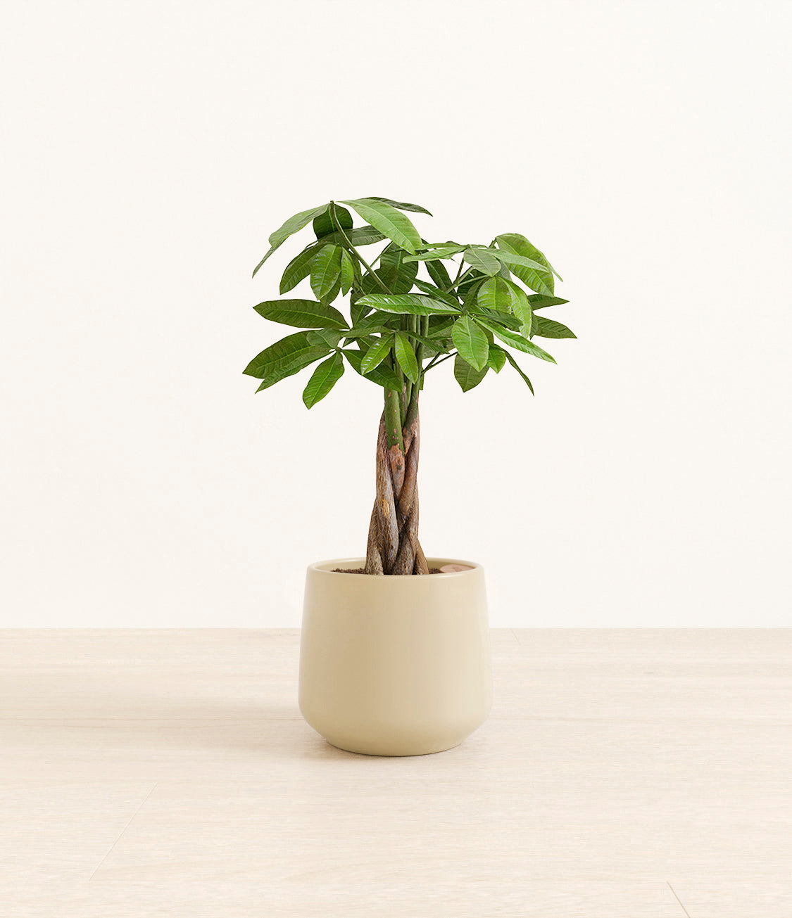 money_tree_Amber_medium_beigecopy.jpg