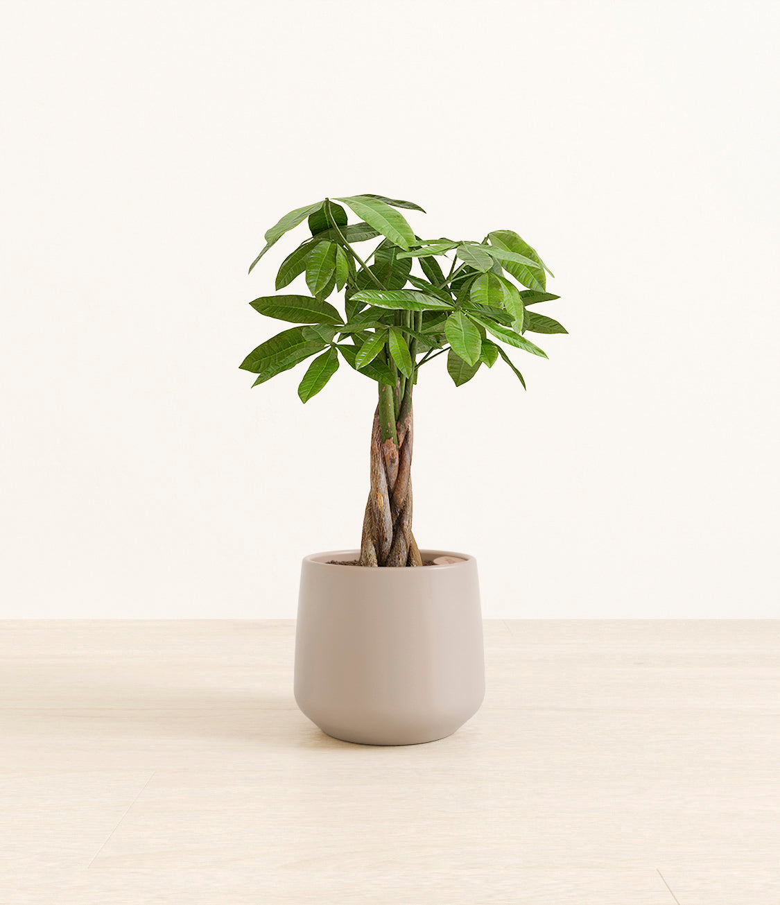 money_tree_Amber_medium_light_grey.jpg