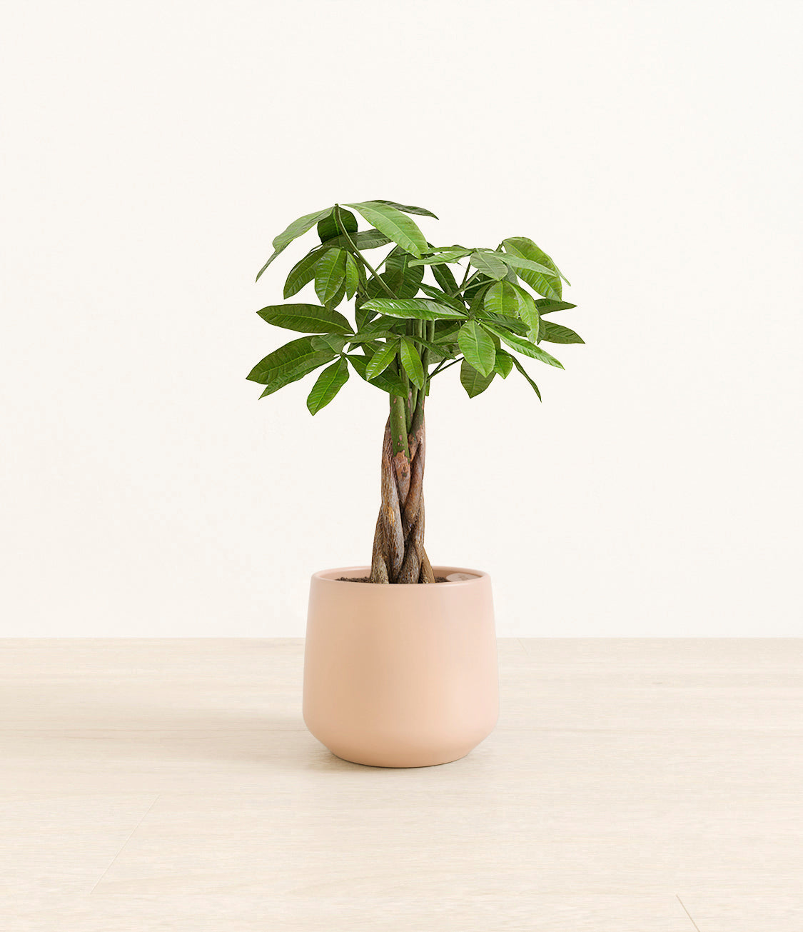 money_tree_Amber_medium_light_pink.jpg