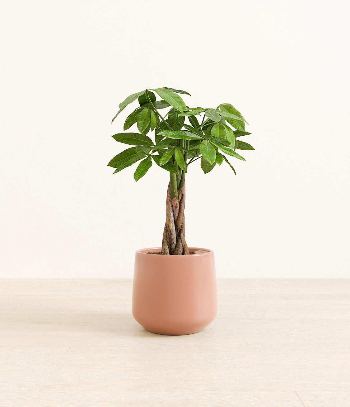 money_tree_Amber_medium_old_rose.jpg