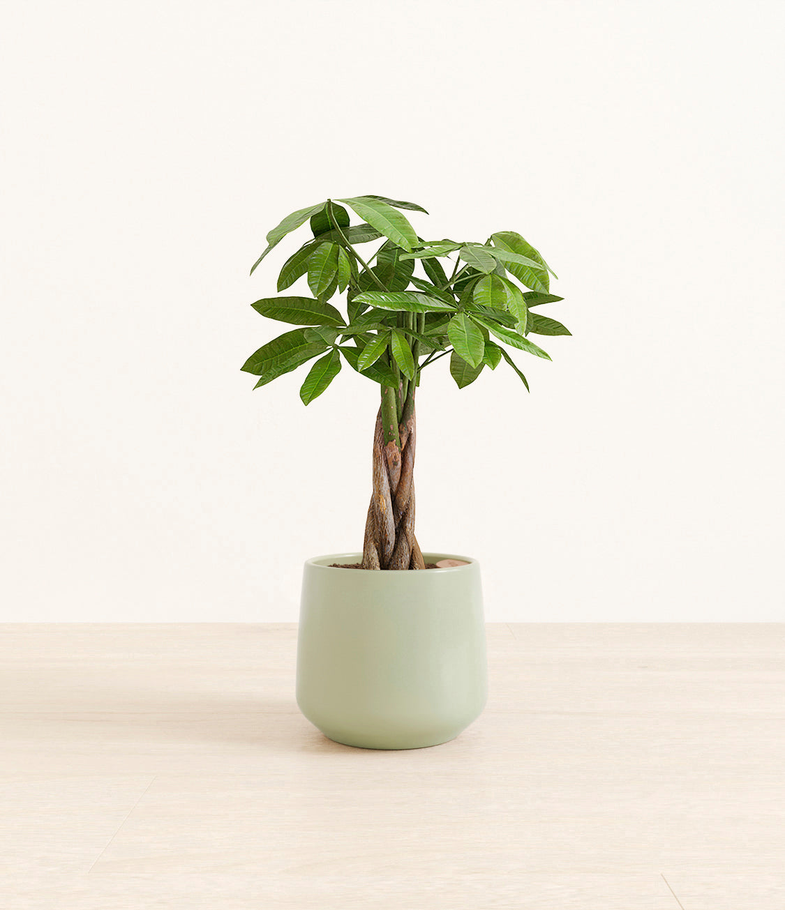money_tree_Amber_medium_turquoise.jpg