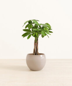 Money Tree - Medium Monet