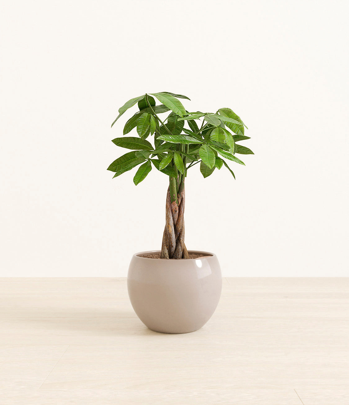 money_tree_Monet_brown.jpg