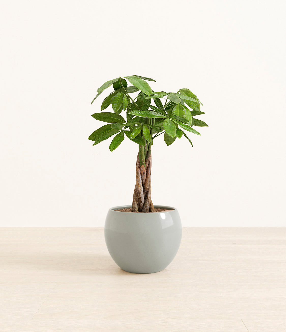 money_tree_Monet_ocean.jpg