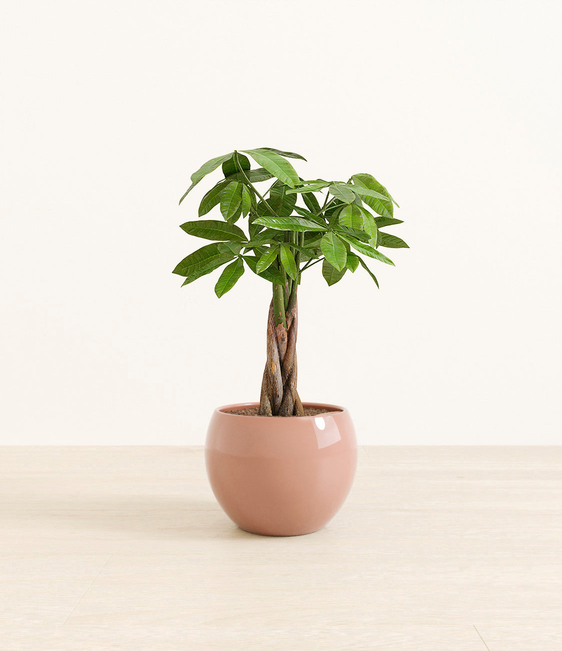 money_tree_Monet_old_rose.jpg